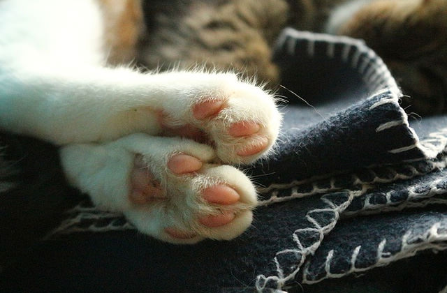 ピンクのにくきゅう